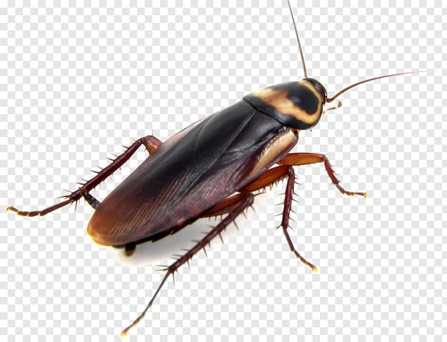 cockroach # 412235