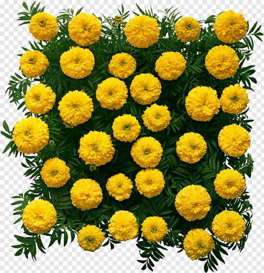 marigold-flower # 701197