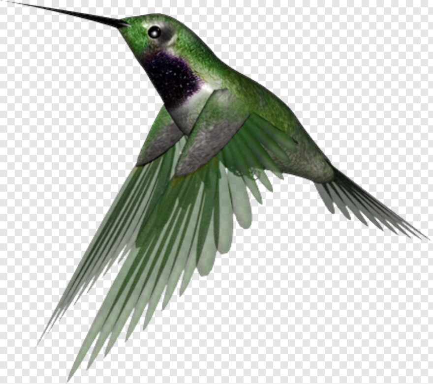 hummingbird # 360984