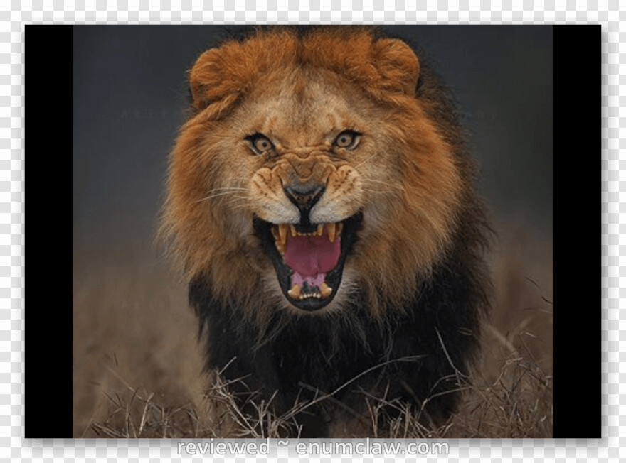 lion-king # 731411