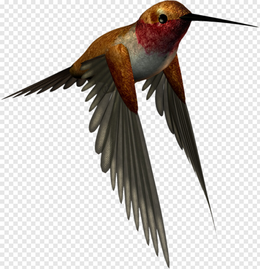 hummingbird # 764004