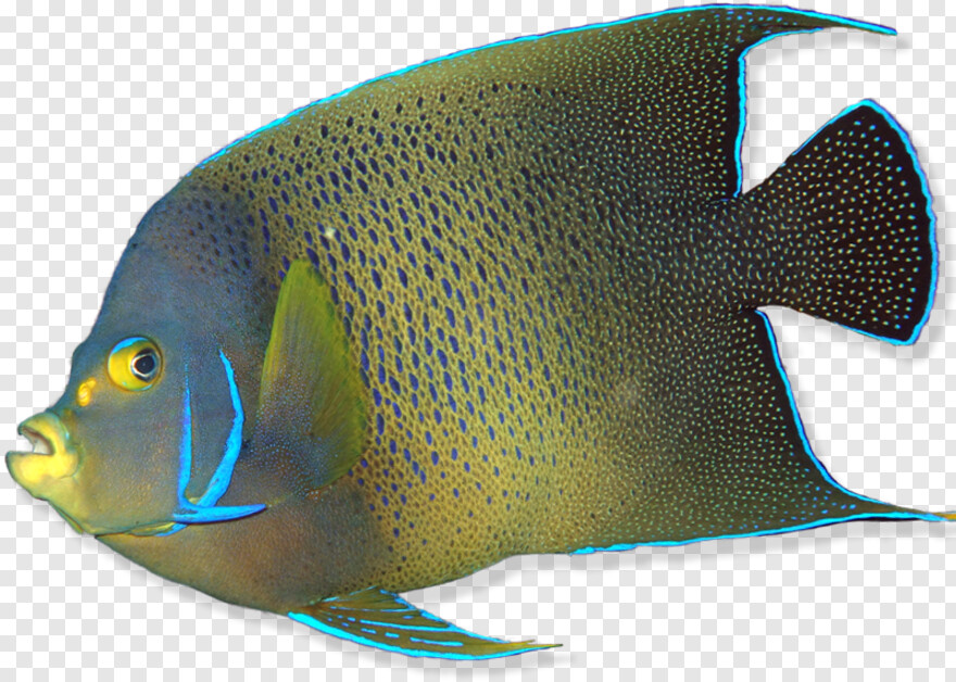 fish-logo # 957095