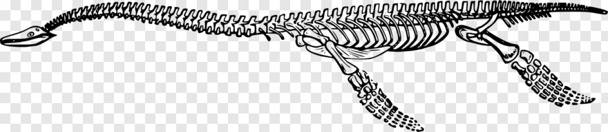 skeleton-arm # 904058