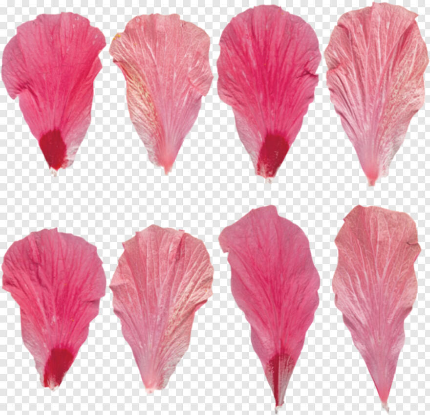  Flower Texture, Sakura Flower, Pink Flower, Flower Plants, Flower Petals, Cherry Blossom Flower