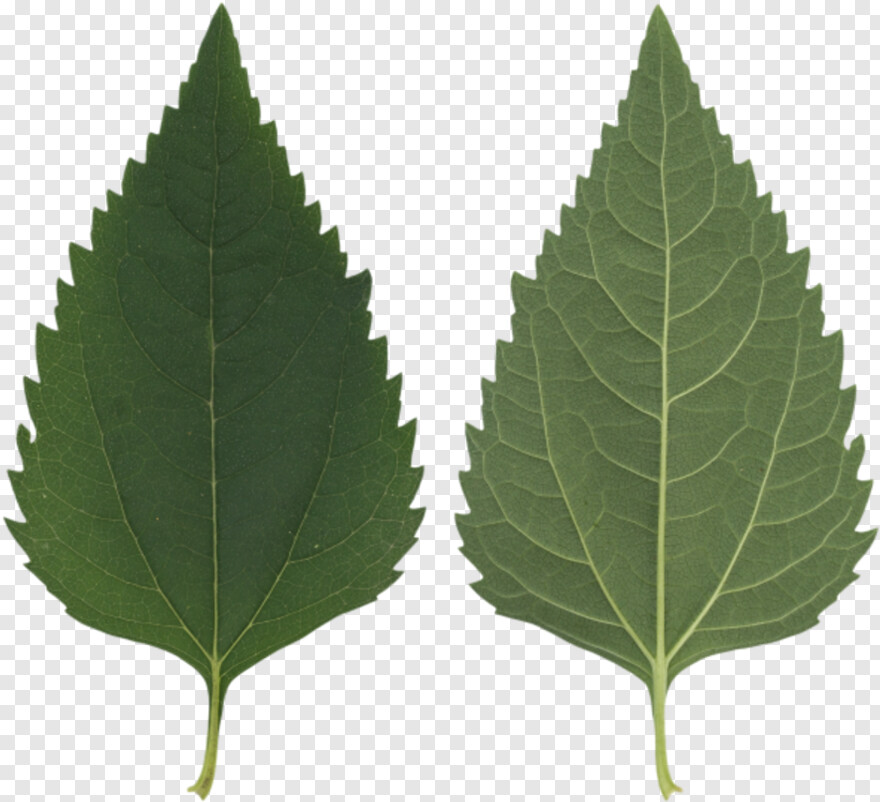 weed-leaf # 361411
