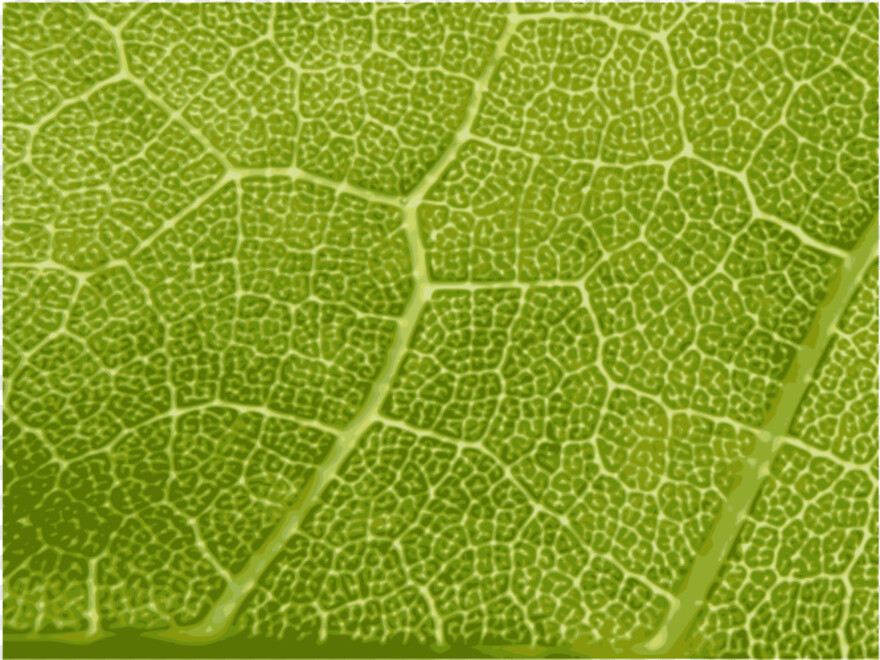 leaf-texture # 997174