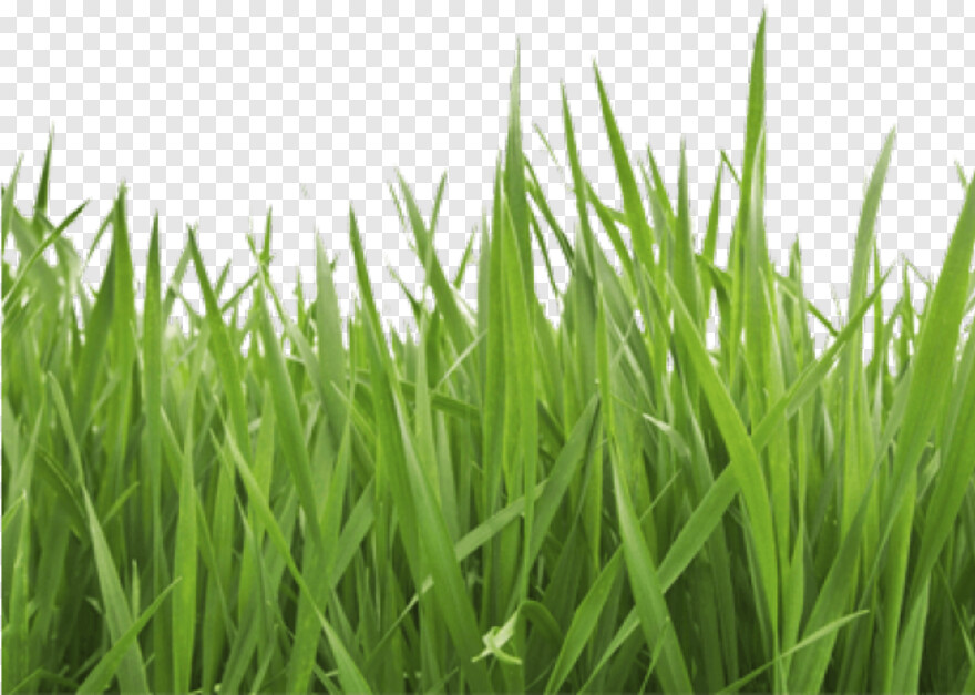 grass-vector # 783429