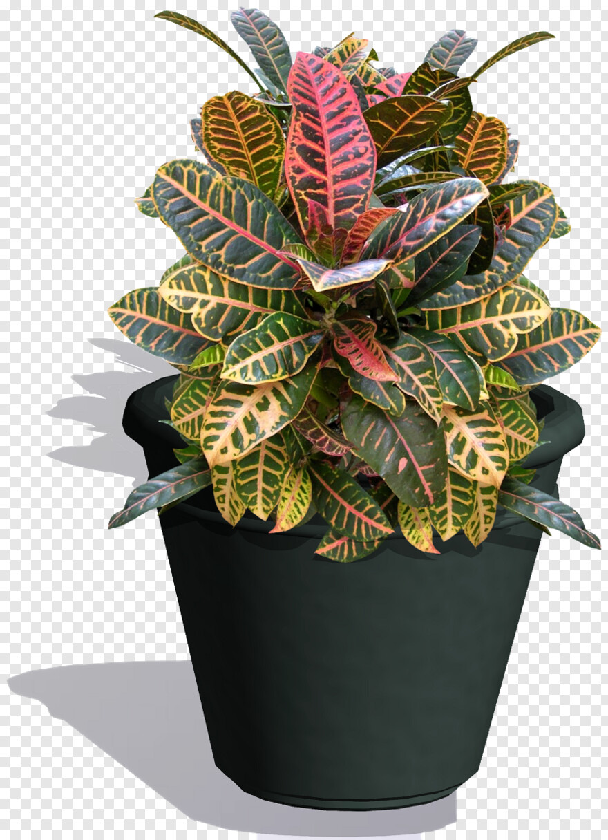 potted-plant # 936259