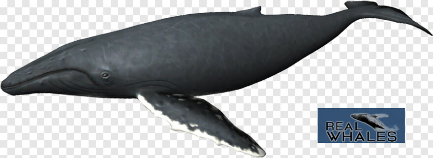  Whale, Blue Whale, Whale Shark, Whale Clipart
