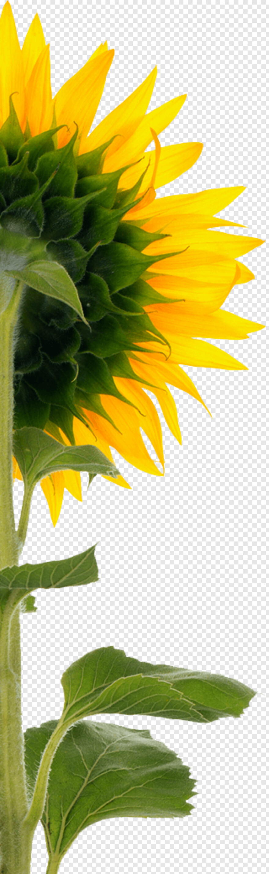 sunflower-vector # 431061