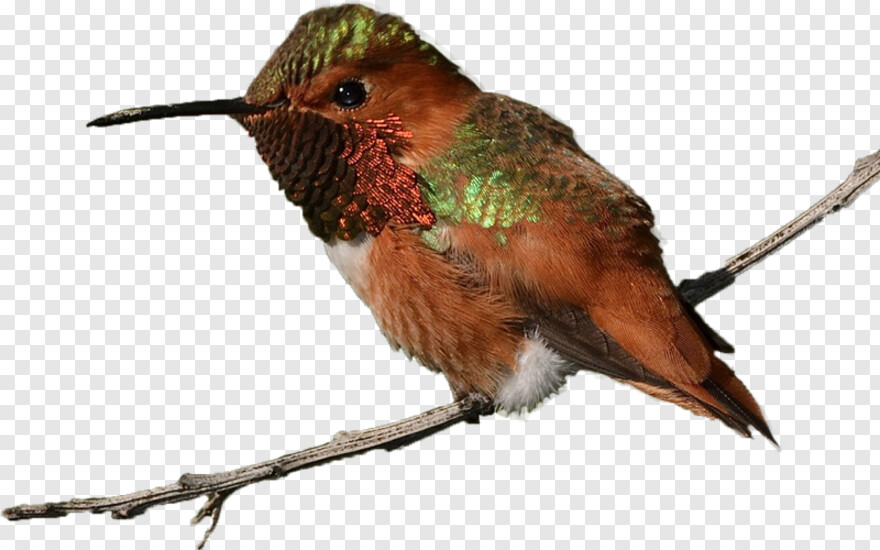 hummingbird # 754352