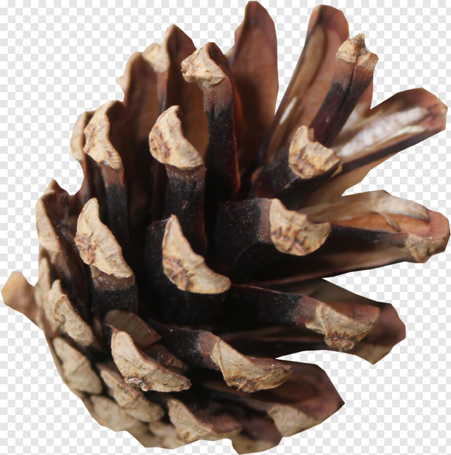 pinecone # 654230