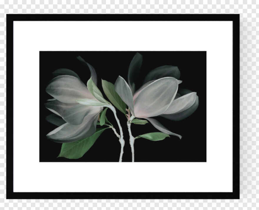 magnolia # 827448