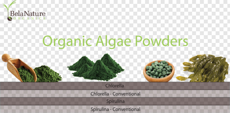 algae # 543316