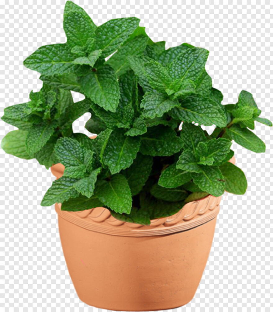mint-leaves # 398572