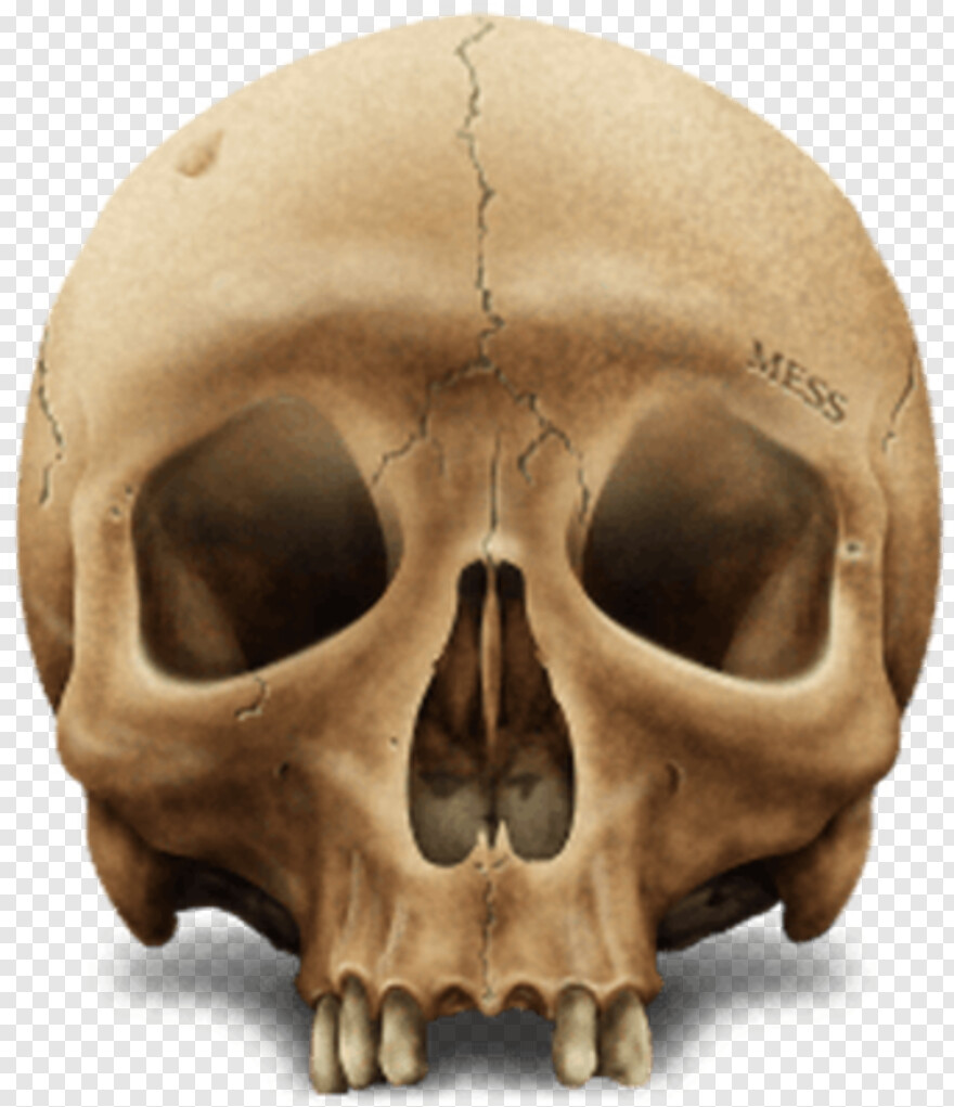 skull-and-crossbones # 619272