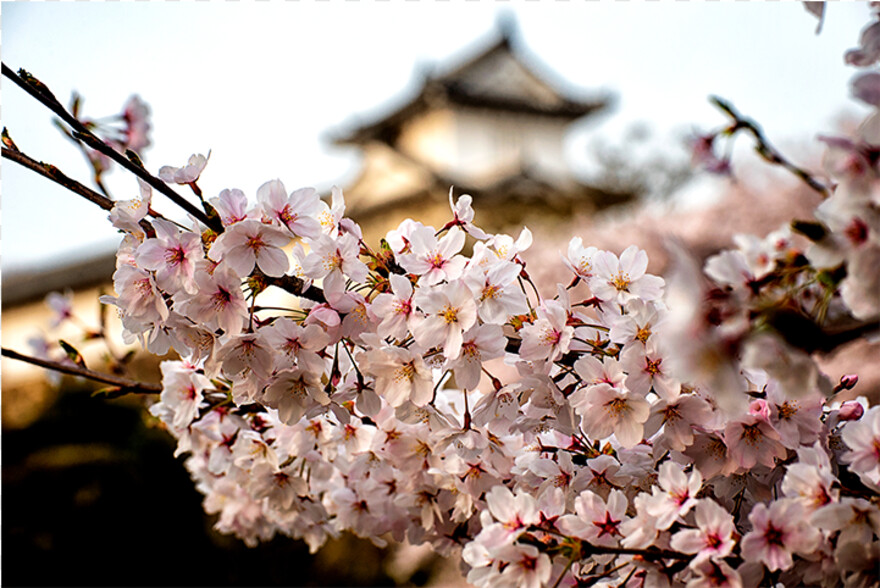 cherry-blossom-flower # 344482