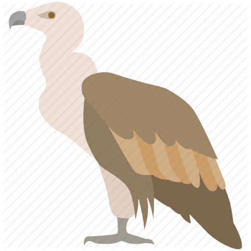 king-vulture # 239262