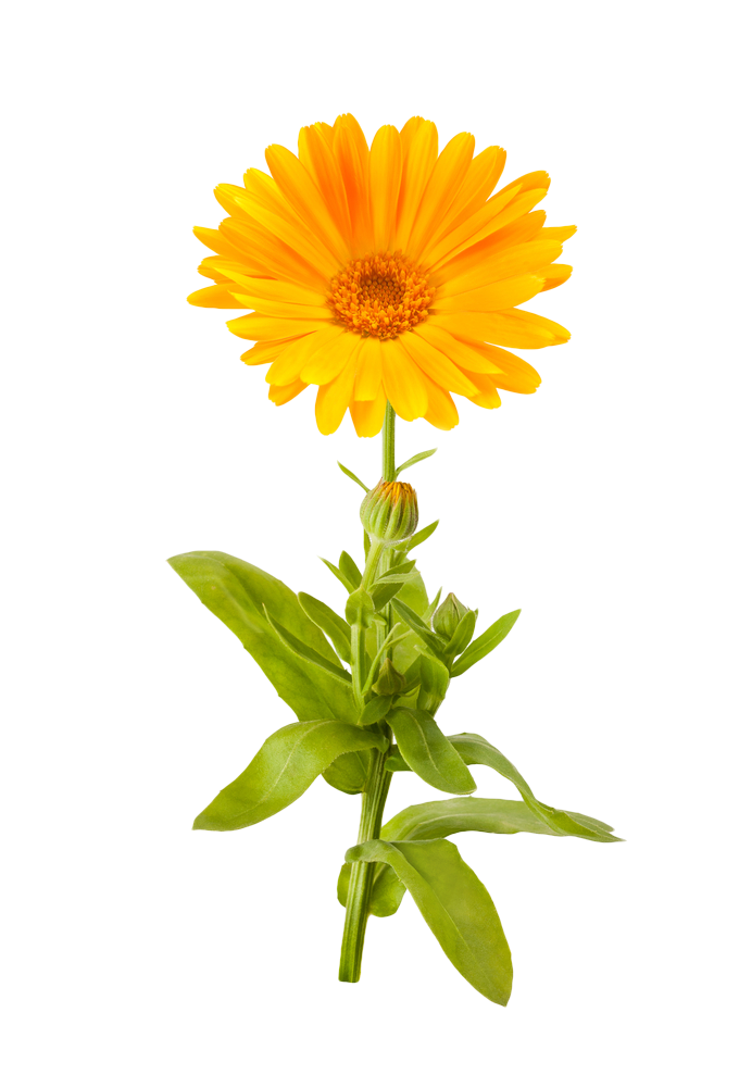 Flower,Flowering plant,english marigold,Plant,Yellow,Calendula,sunflower,Petal,Daisy family,Gerbera,Sunflower,Annual plant,Perennial plant