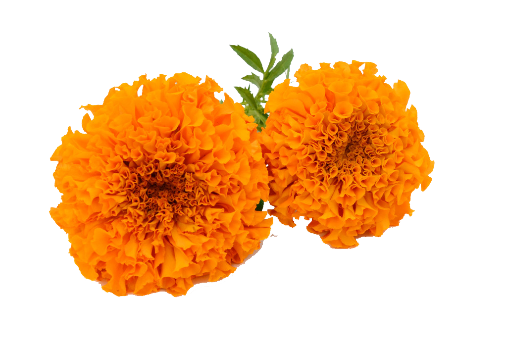 Tagetes,english marigold,Orange,Flower,Tagetes patula,Yellow,Plant,Petal,Cut flowers,Calendula,Flowering plant,Pollen