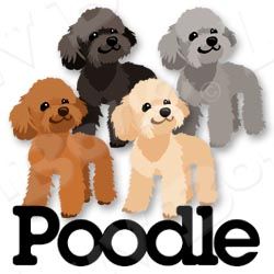 Dog,Mammal,Vertebrate,Canidae,Dog breed,Toy Poodle,Carnivore,Miniature Poodle,Puppy,Companion dog,Puppy love,Poodle,Bichon,Non-Sporting Group,Shih tzu,Graphics,Sporting Group,Bolognese,Labradoodle,Toy dog,Clip art,Maltepoo,Havanese
