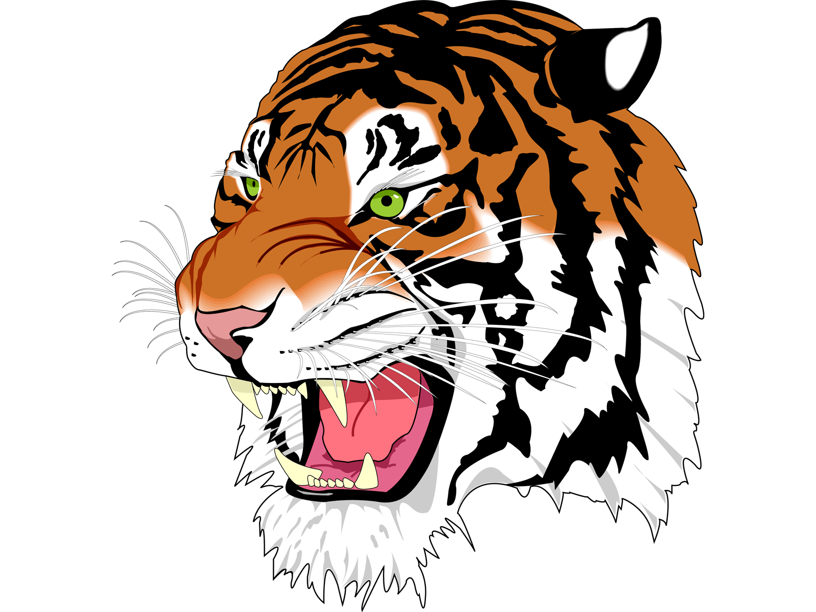 tiger # 240104