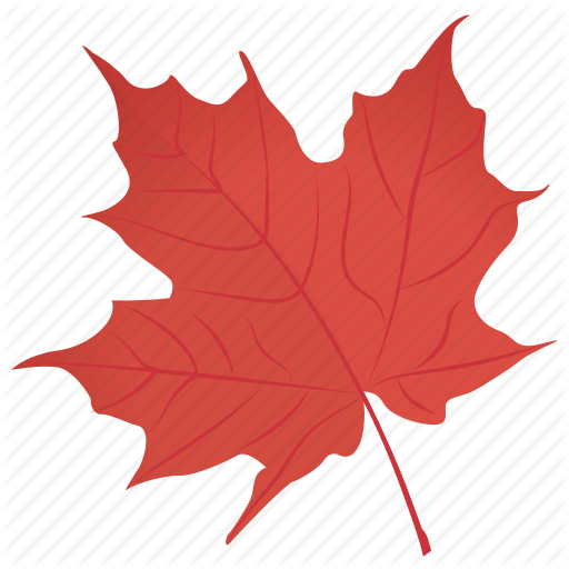 Leaf,Tree,Maple leaf,Black maple,Red,Woody plant,Plant,Plane,Deciduous,Maple,Flowering plant,Plane-tree family,Sweet gum,Flower,Silver Maple,Holly,New Mexico maple,Soapberry family