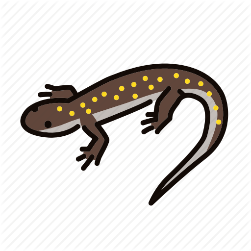 spotted-salamander # 105115