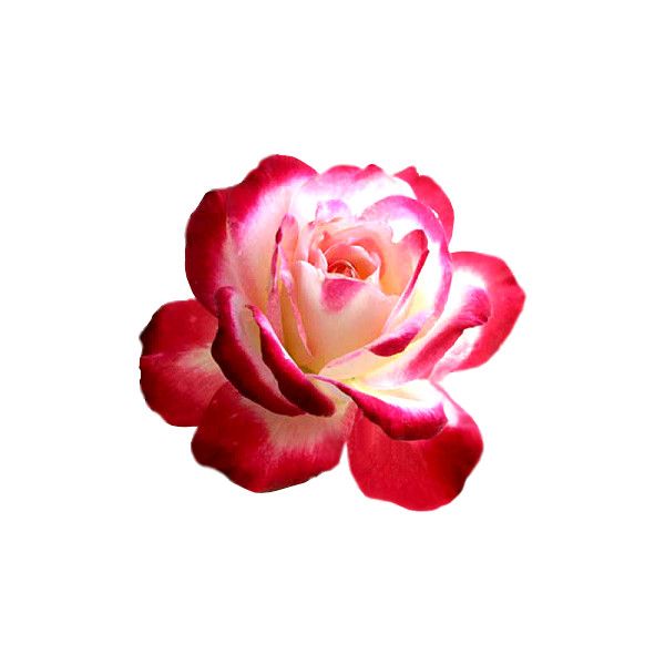 rose # 113018