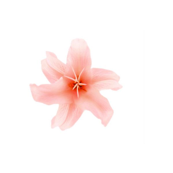 cherry-blossom # 209016