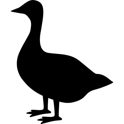 american-black-duck # 55341