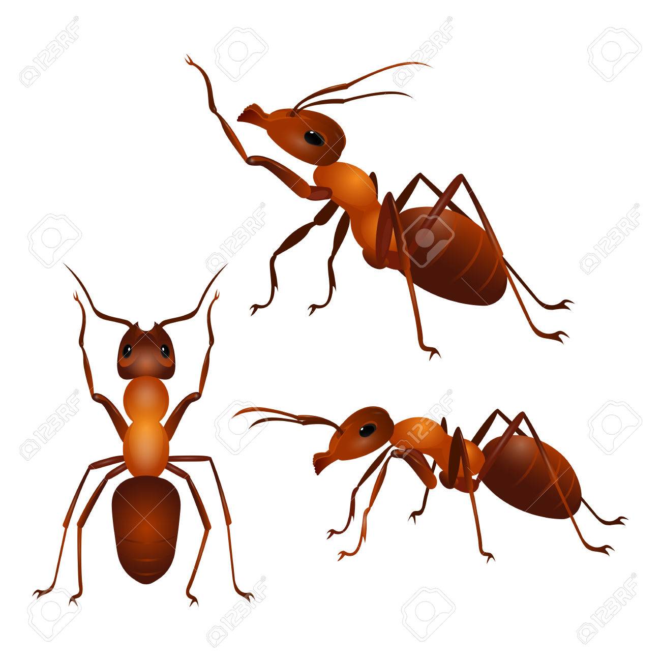 Ants Icon On Black And White Vector Backgrounds Vector Art | Getty 