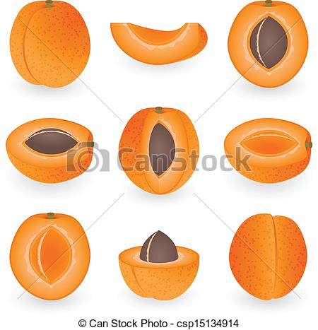Apricot Icon - Food  Drinks Icons in SVG and PNG - Icon Library