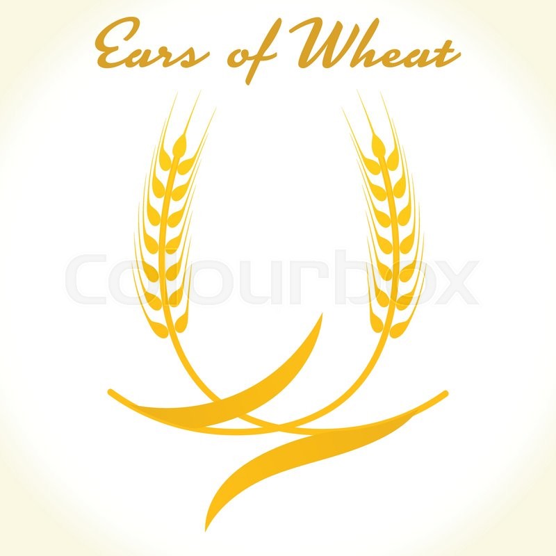 Wheat rice icon. Crop, barley or rye symbol isolated on white 
