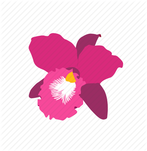 Flower,Petal,Violet,Plant,Flowering plant,Pink,Botany,Illustration,Magenta,Orchid,Graphics,Laelia,Cattleya,Moth Orchid,Pedicel,Clip art,Violet family