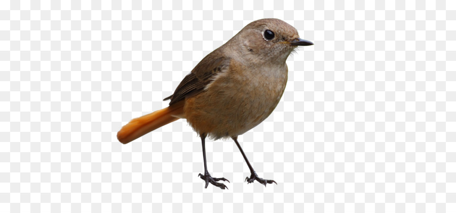 Bird,Vertebrate,Beak,European robin,Nightingale,Old World flycatcher,Songbird,Perching bird,Wren,Finch,Emberizidae,robin,Wildlife