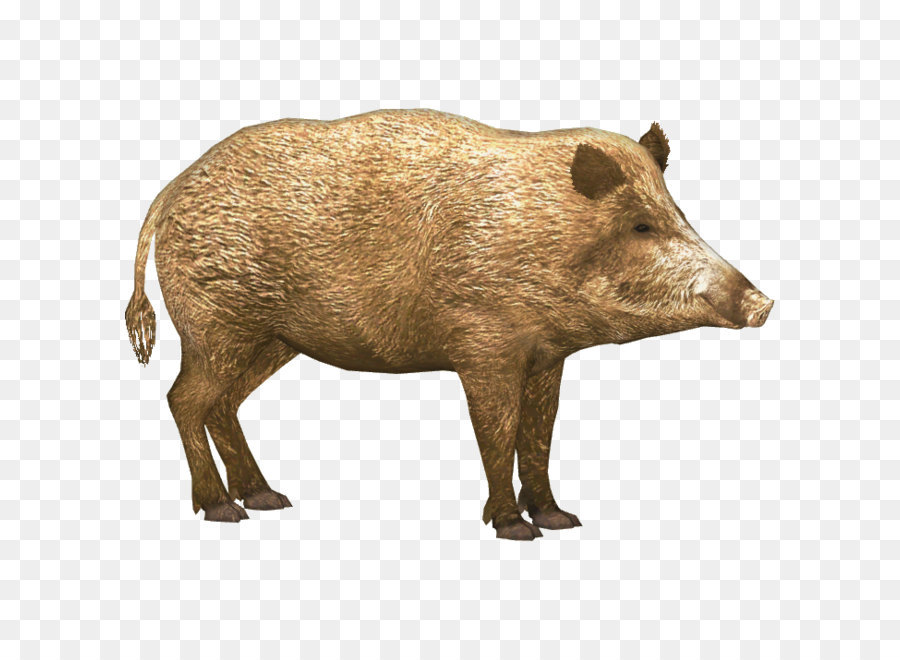 Vertebrate,Mammal,Boar,Suidae,Warthog,Peccary,Terrestrial animal,Snout,Domestic pig,Livestock,Illustration,Wildlife,Fawn,Animal figure