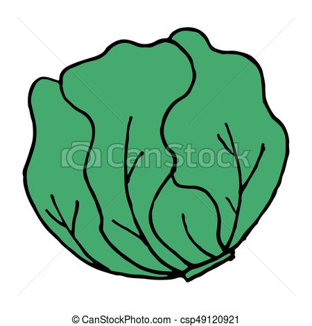 Cabbage, chinese, lettuce icon | Icon search engine