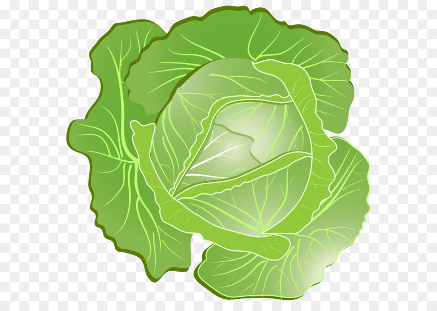 lettuce # 120641