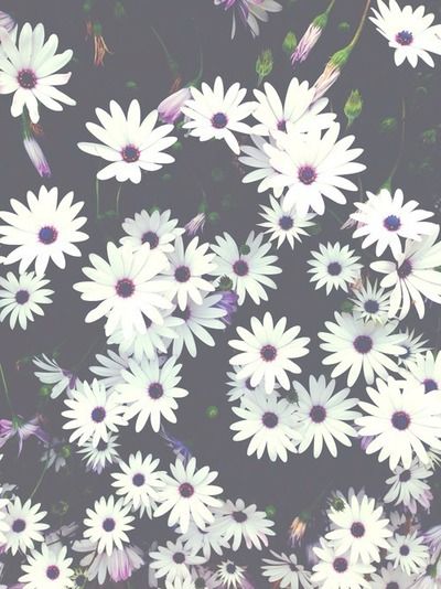 Flower,Pericallis,african daisy,Plant,Daisy,Petal,Purple,Flowering plant,Marguerite daisy,Lilac,Botany,Aster,Wildflower,Daisy family,Pattern,Daisy,Floral design,Ice plant family,Annual plant,Perennial plant