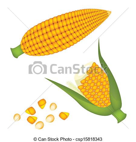 Ear of corn vector icon  Stock Vector  ylivdesign #131884004