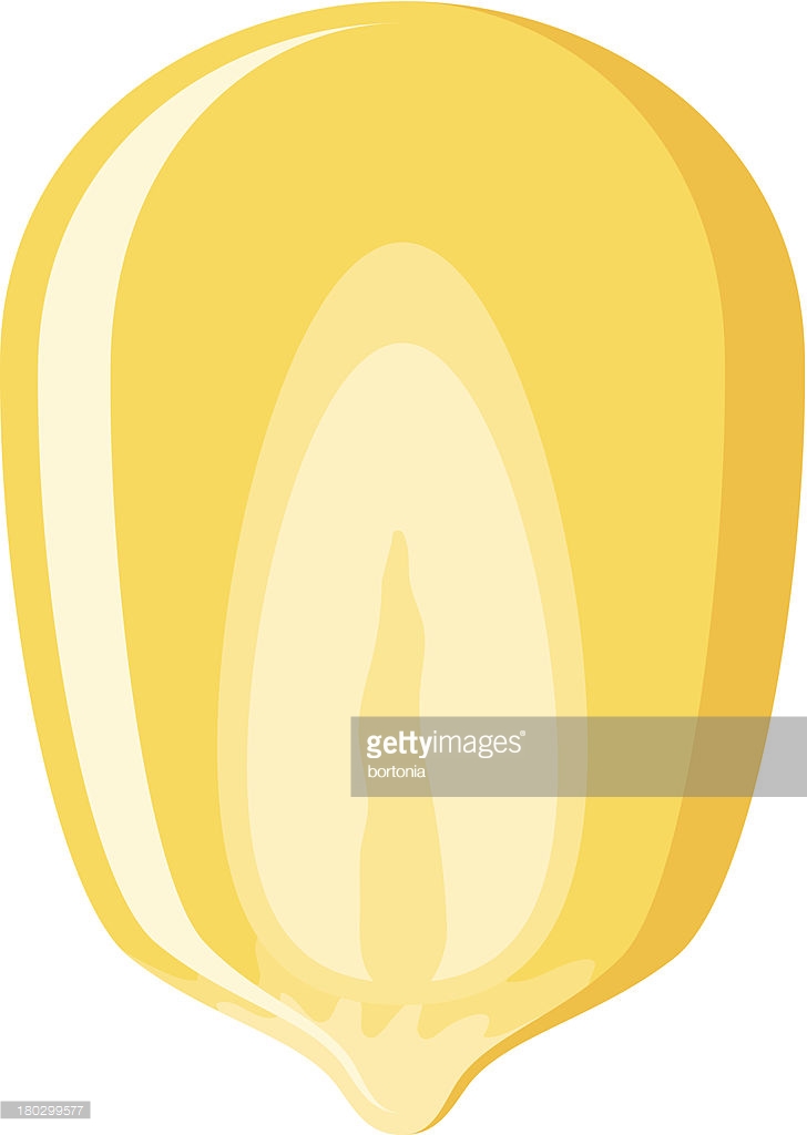 Corn kernels icon  Stock Vector  Den.Barbulat #172071764