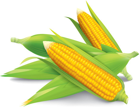 Corn Kernels Icon Flat Style Stock Vector 457336435 - 