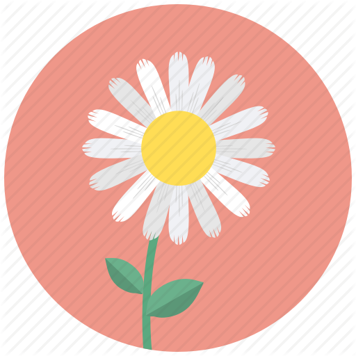 camomile,Flower,Pink,chamomile,Circle,Plant,Gerbera,Clip art,Petal,Daisy,mayweed,Illustration,Wildflower,Daisy family