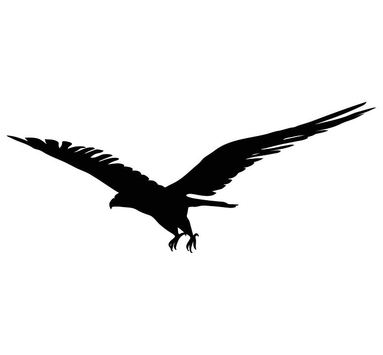 Bird,Beak,Wing,Bird of prey,Eagle,Accipitriformes,Vulture,Flight,Falconiformes,Tail,Claw