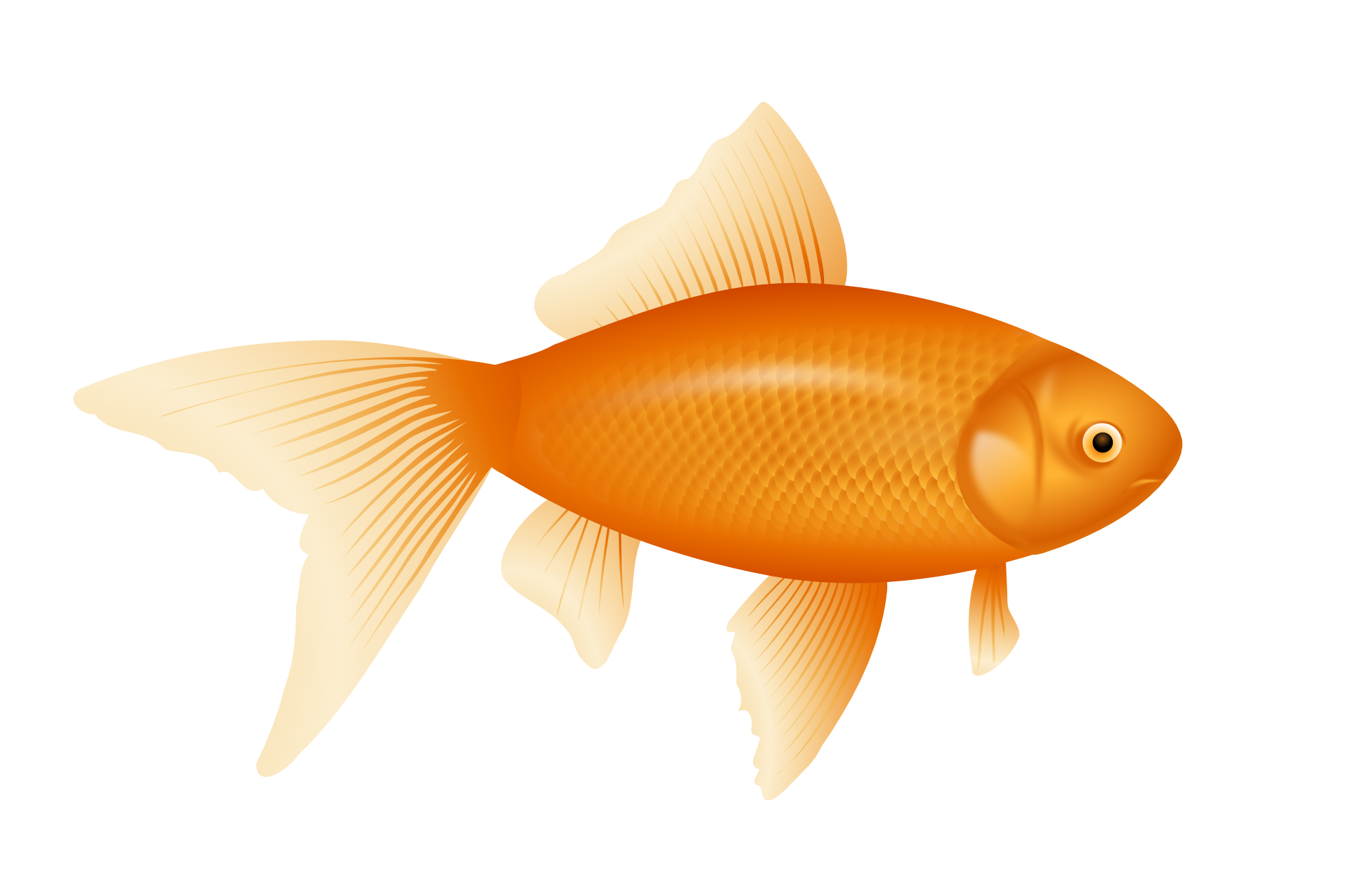 goldfish # 132807