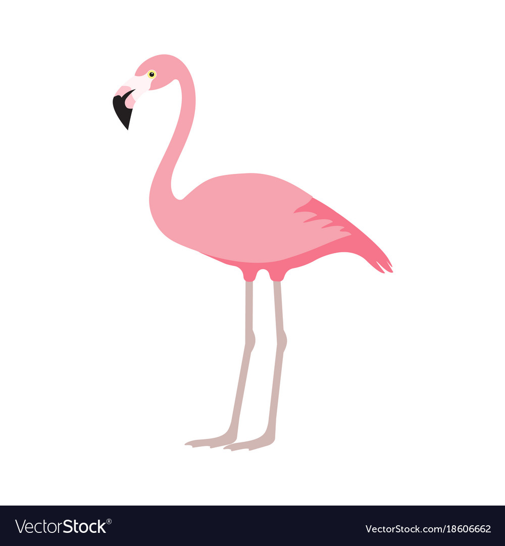 Pink flamingo icon over white background Vector Image