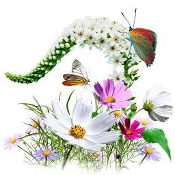 Cynthia (subgenus),Butterfly,Flower,Insect,chamomile,Moths and butterflies,Plant,Pollinator,camomile,Wildflower,mayweed,Botany,Clip art,Organism,Aster,Graphics,Daisy family,Invertebrate,Flowering plant,Daisy,Brush-footed butterfly,Daisy