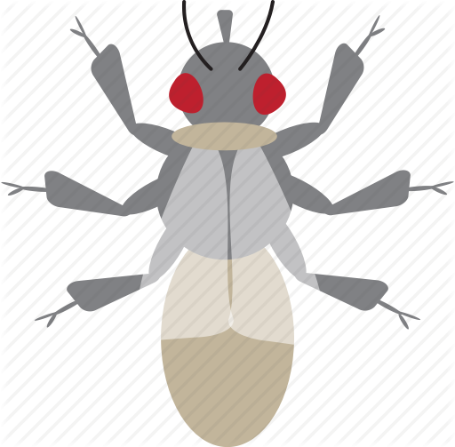 stag-beetles # 133255
