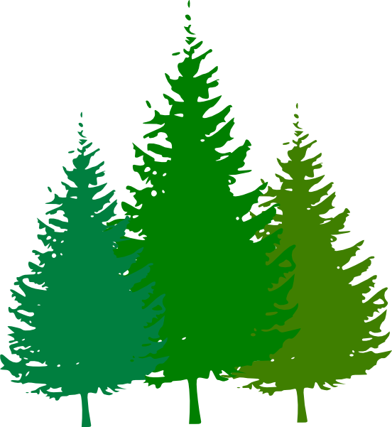 shortleaf black spruce,balsam fir,Colorado spruce,Yellow fir,oregon pine,Tree,Christmas tree,White pine,lodgepole pine,Spruce,Fir,American larch,Pine,Conifer,red pine,Plant,Evergreen,Pine family,Biome,Christmas decoration,Woody plant,Clip art,Cypress fami